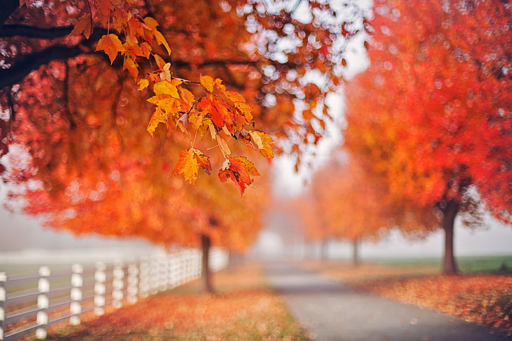 brown leafed trees, outdoors, fall, leaves, trees, depth of field, HD wallpaper