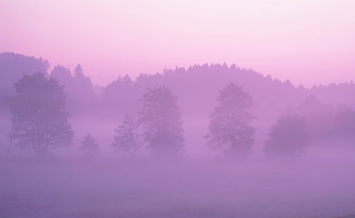 Forest Mist วอลล์เปเปอร์ป่าหมอกฤดูกาลฤดูใบไม้ร่วงสวยงามป่าหมอกสีม่วง, วอลล์เปเปอร์ HD