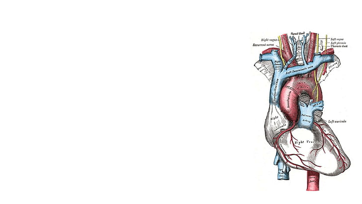 Battito cardiaco, cuore, illustrazione del cuore umano, battito cardiaco, cuore, Sfondo HD
