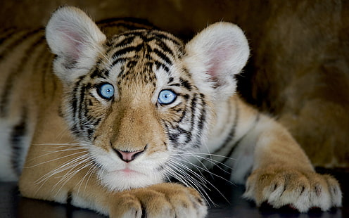 Animals Tiger Boy With Blue Eyes Desktop Hd Wallpaper For Pc Tablet and Mobile Download 3840 × 2400, HD tapet HD wallpaper