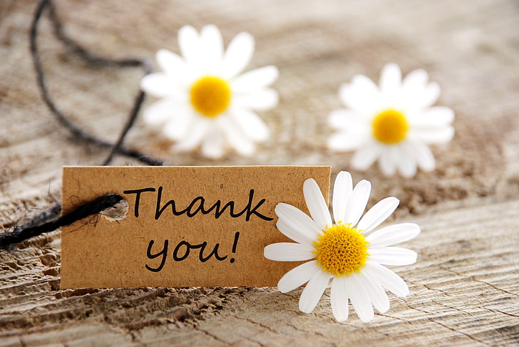 beyaz papatya çiçekleri ve teşekkür etiketi, çiçekler, harita, papatya, papatyalar, teşekkür kartı, HD masaüstü duvar kağıdı