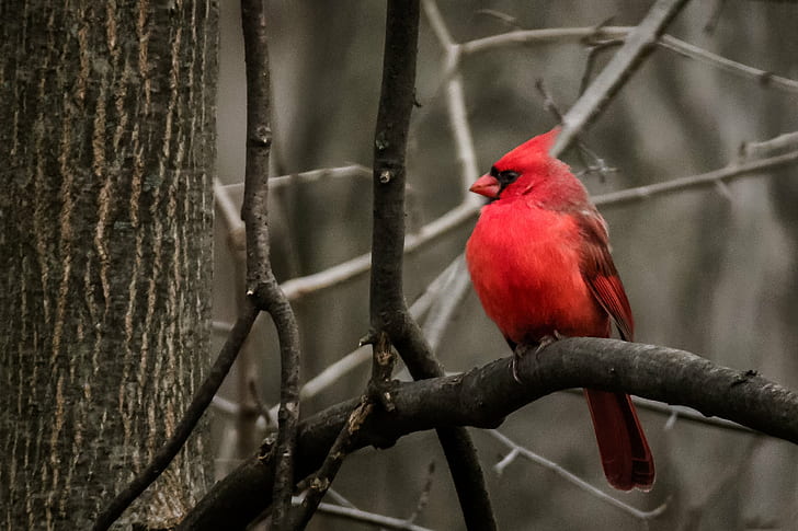 red Cardinal bird on tree twig, red Cardinal, Cardinal bird, tree, twig, Michigan, United States, HD wallpaper