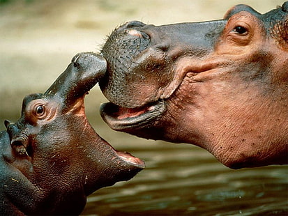 hippopotame, Fond d'écran HD HD wallpaper
