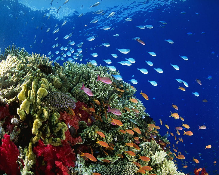 banco de peces, naturaleza, paisaje, mar, peces, animales, plantas, bajo el agua, Fondo de pantalla HD