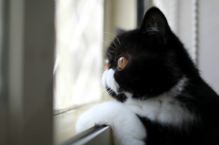 Cat, Black and white, Color, Profile, View, Looking out the window, HD wallpaper