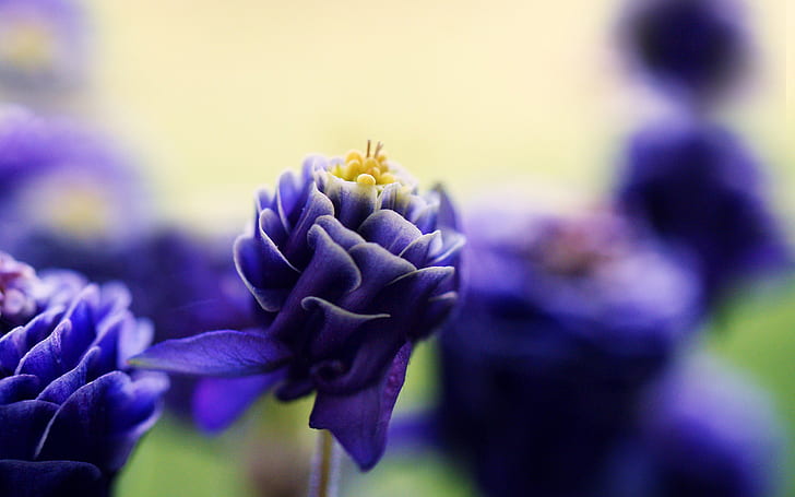 Flower Macro Purple HD, природа, цвете, макро, лилаво, HD тапет