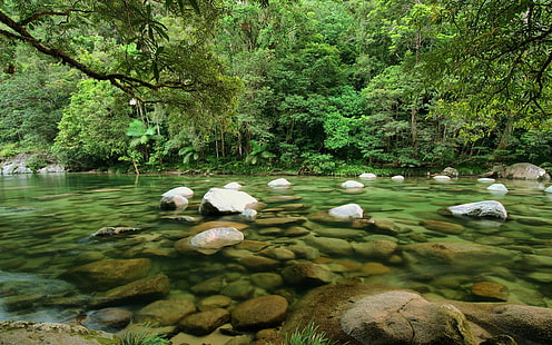 Daintree National Park Queensland Rainforest Australia Mossman River Wallpaper Hd para tableta móvil 2560 × 1600, Fondo de pantalla HD HD wallpaper