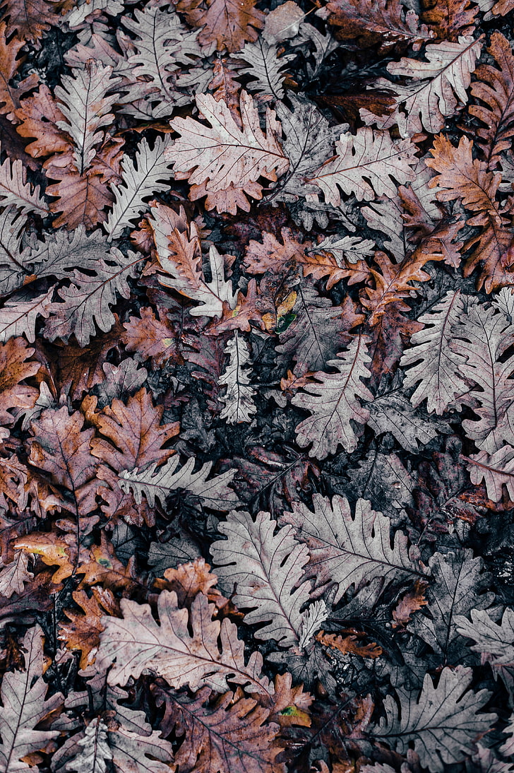 куча сухих листьев, осень, листья, опавшие, HD обои, телефон обои