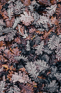 pile of dried leaves, autumn, leaves, fallen, HD wallpaper HD wallpaper