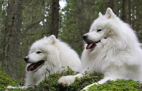 dos adultos Samoyedo blanco, perro samoyedo, samoyedo, perros, pareja, laika, Fondo de pantalla HD HD wallpaper