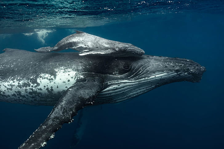 Zwierzę, wieloryb, małe zwierzę, humbak, morskie zwierzęta, pod wodą, Tapety HD