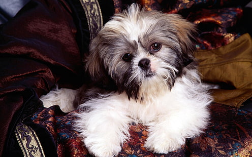 tricolore shih tzu cucciolo, cucciolo, cane, sedere, sedia, Sfondo HD HD wallpaper