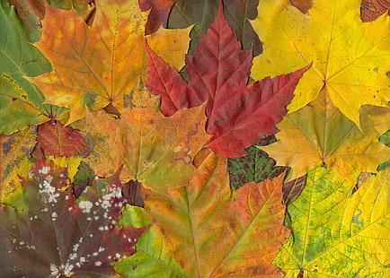 خلفيات الخريف لخلفيات سطح المكتب عالية الدقة، خلفية HD HD wallpaper