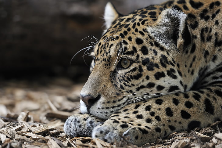 brązowy i czarny gepard, jaguar, drapieżnik, pysk, duży kot, Tapety HD