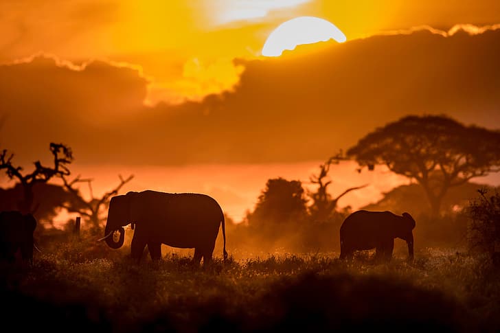 sunset, elephants, Kenya, HD wallpaper