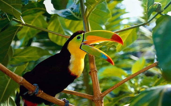 Красива птица Toucan Коста Рика Desktop Wallpaper Hd за мобилен телефон и компютър 3840 × 2400, HD тапет