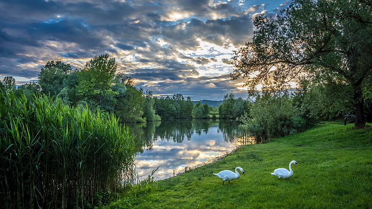 two white swans, greens, summer, the sky, grass, clouds, trees, river, the evening, pair, white, swans, the bushes, Croatia, Zagreb, Bobovica, HD wallpaper