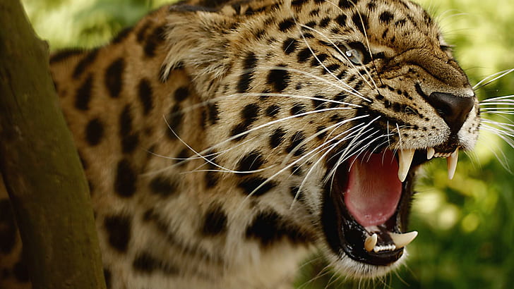 A Loud Roar, cheetah animal, nature, whiskers, animal, roar, loud, spots, teeth, jaguar, animals, HD wallpaper