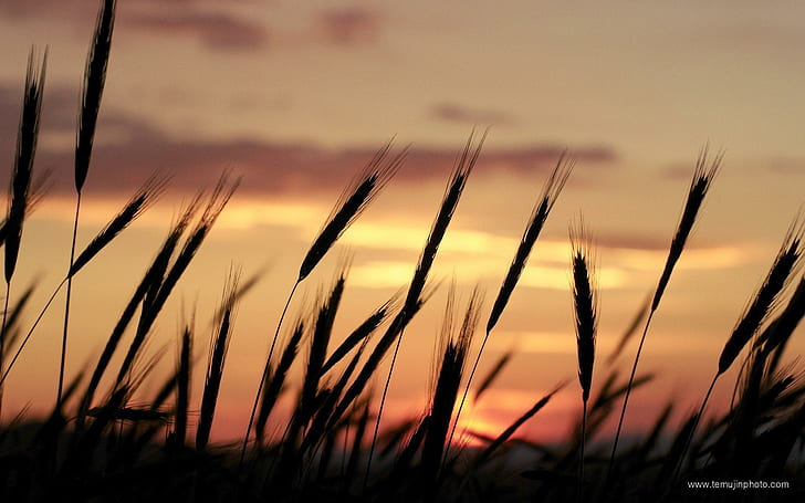 Sunset Nature Silhouettes Wheat Portugal Skyscapes Background Free, sunrise - sunset, background, nature, portugal, silhouettes, skyscapes, sunset, wheat, HD wallpaper