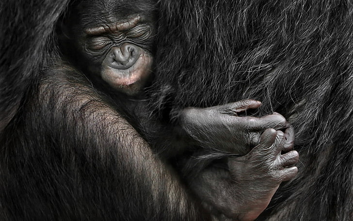 animals, apes, baby animals, HD wallpaper