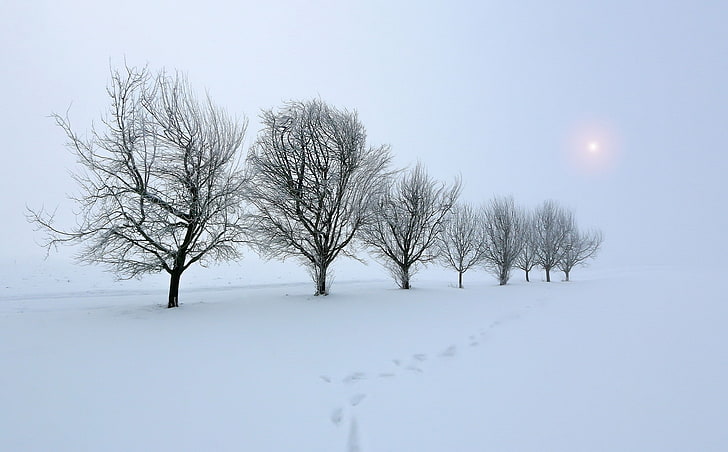 trees, snow, winter, nature, landscape, mist, field, HD wallpaper