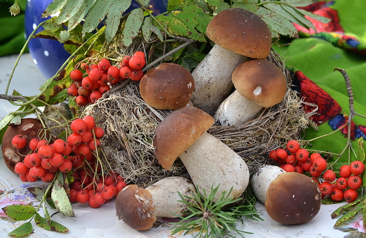 brown mushrooms and red berries, mushrooms, Rowan, HD wallpaper