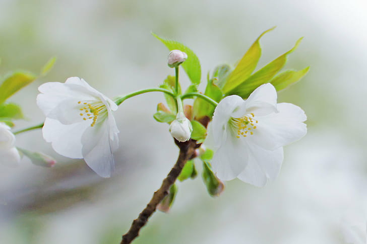 two white petaled flowers on selective focus photography, Cherry Blossoms, Oshima Cherry, flowers, selective focus, photography, Japan, Kanagawa, Yokohama, Aoba, Outdoor, Nature  Park, Shrine, Plant, Tree, Flower, Cherry Blossom, Macro, Bokeh, White, Nikon  D7000, TAMRON, SP 70, F/4, Di, VC, USD, Model, CLUB, HD wallpaper