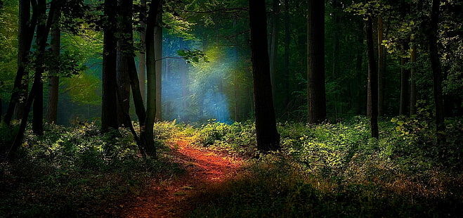 природа, пейзаж, пътека, гора, мъгла, слънчева светлина, храсти, дървета, HD тапет HD wallpaper