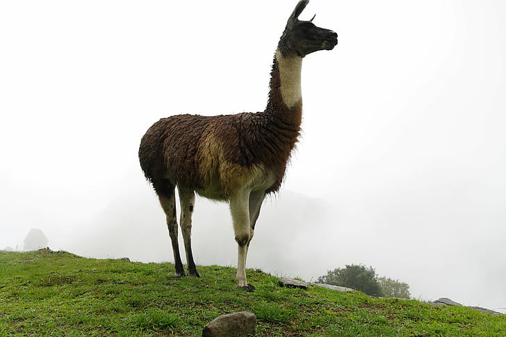 коричневая и белая лама, стоящая на зеленой траве при дневной съемке, Мачу-Пикчу, Перу, Мачу-Пикчу, Перу, Мачу-Пикчу, тропа инков, Четвертый день, Перу, коричневая, белая, лама, зеленая трава, дневной свет, фотография, Cordillera Oriental, incasламы, животное, анд, природа, альпака, гора, млекопитающее, на открытом воздухе, HD обои