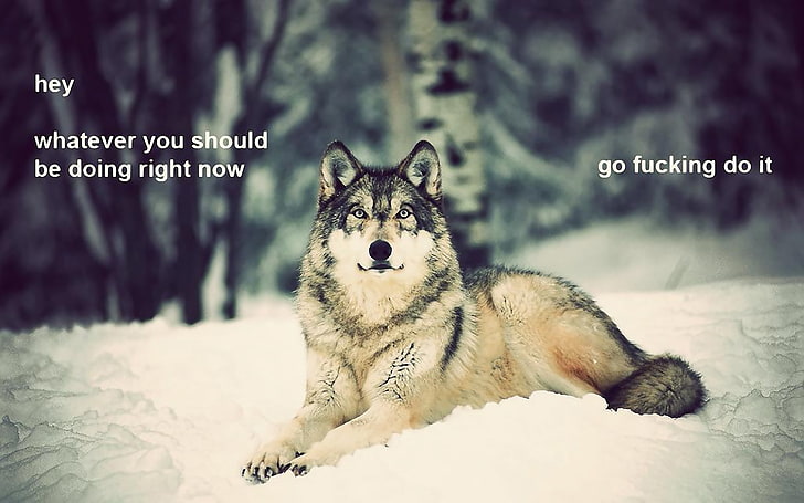 зима снег текст волк мотивация 1920x1200 Природа Зима HD Арт, зима, снег, HD обои