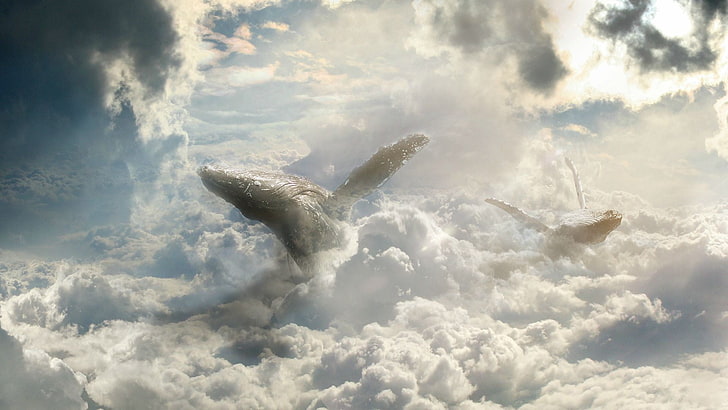 paus di atas awan seni kipas, seni fantasi, langit, paus, awan, Wallpaper HD