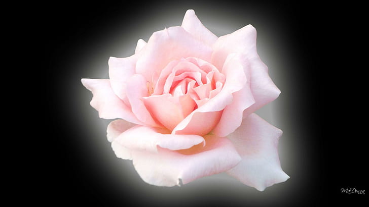 Pink Shadow Rose, firefox persona, черно, цвете, широкоекранен, блясък, роза, розово, 3d и абстрактно, HD тапет