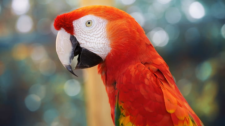 animals, birds, color, eyes, face, Feather, Jungle, parrots, tropical, HD wallpaper
