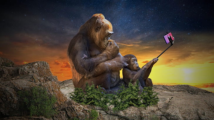 gorilla, smartphone, selfie, HD wallpaper
