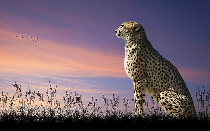 cheetah nature sit-Animal Photo Wallpaper, black and brown cheetah, HD wallpaper