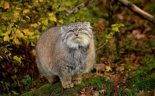 แมวสีน้ำตาล manul หญ้าใบไม้ไม้ขนปุย, วอลล์เปเปอร์ HD HD wallpaper