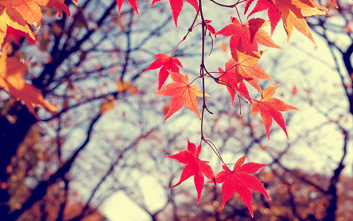 drzewa o pomarańczowych liściach, fotografia płytkiej ostrości czerwonych i pomarańczowych liści klonu, jesień, liście, niewyraźne, Ziemia, rośliny, drzewa, Tapety HD