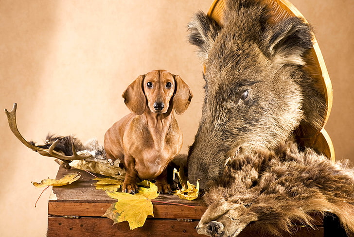adult brown dashchund, leaves, dog, head, skin, horns, Dachshund, chest, boar, hunter, HD wallpaper