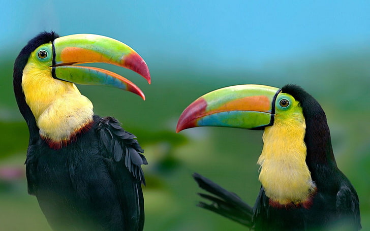 toucan, HD wallpaper