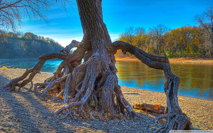 Knotrade trädrot vid floden Hdr, rötter, träd, flod, natur och landskap, HD tapet