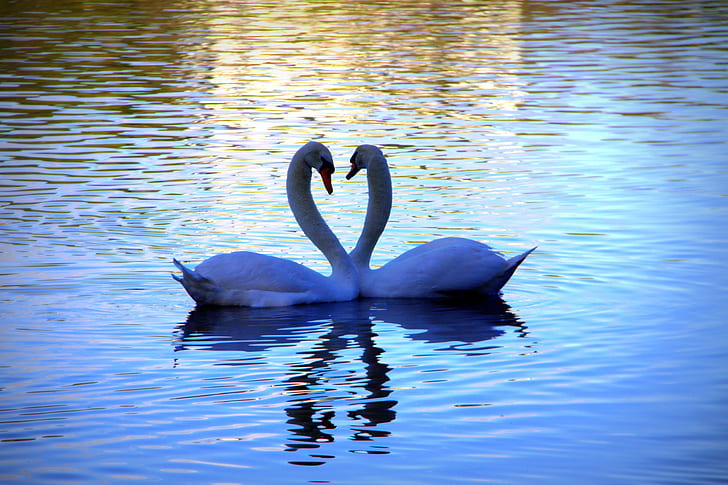 снимка на два лебеда върху водно тяло, това ли е любов, снимка, лебед, водоем, Харисън, Canon EOS 50D, Вирджиния езеро, Wanganui, лебеди, любов любов, любов сърце, размисли, любовници, птица, природа, езеро, животно, вода, отражение, дива природа, езерце, HD тапет