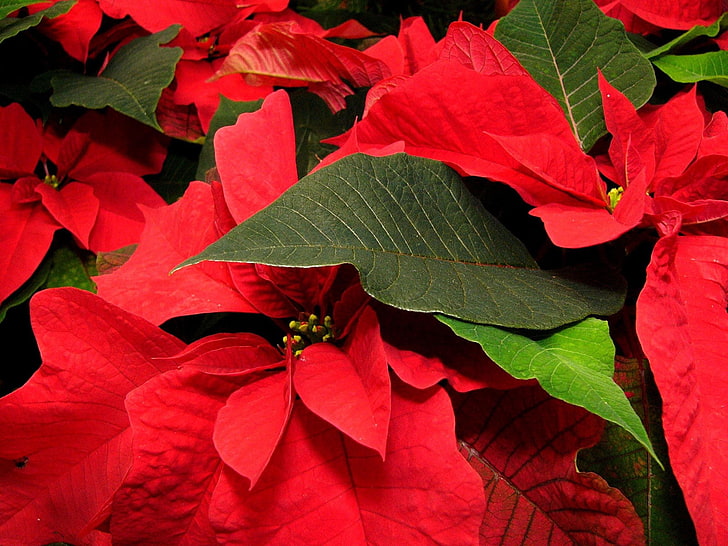 red flowers, poinsettia, flower, leaf, close-up, HD wallpaper