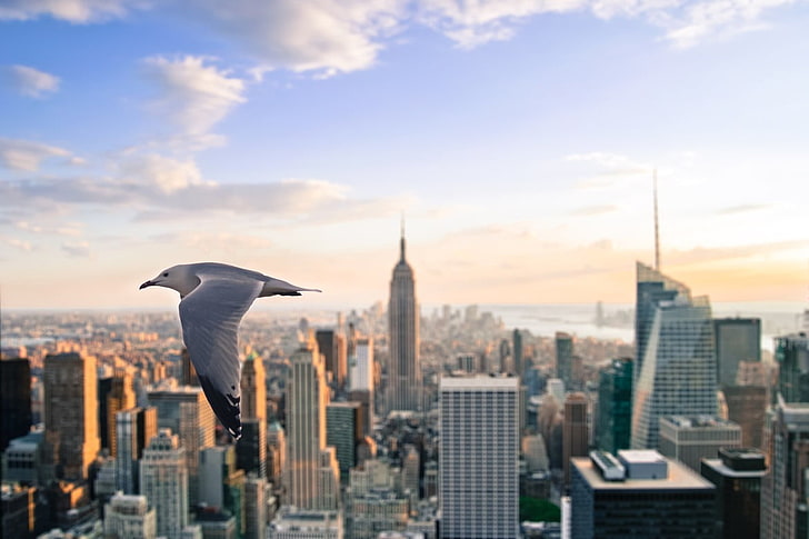 Empire State Building, New York, città, natura, luci, cielo, futuristico, uccelli, volare, New York City, animali, Sfondo HD