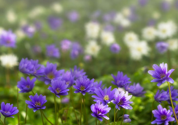 Flowers, Anemone, Blur, Flower, Nature, Purple Flower, Spring, HD wallpaper