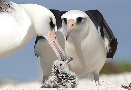 albatrosy, ptaki, pisklę, rodzice, Tapety HD HD wallpaper