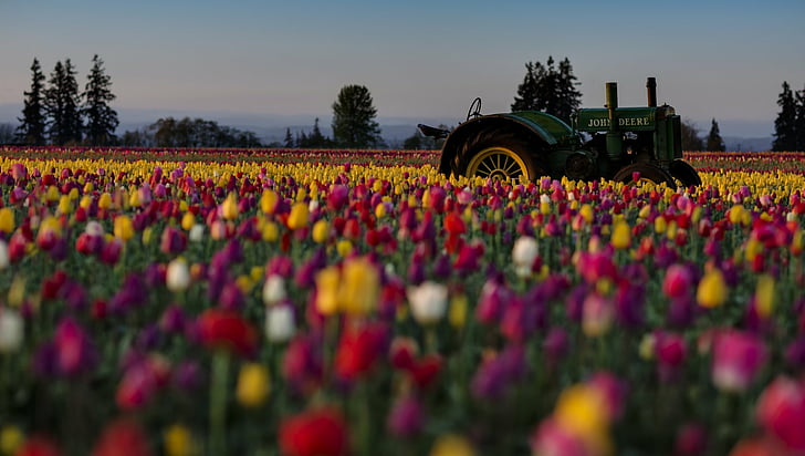 Flowers, Tulip, Colorful, Field, Flower, John Deere, Tractor, HD wallpaper