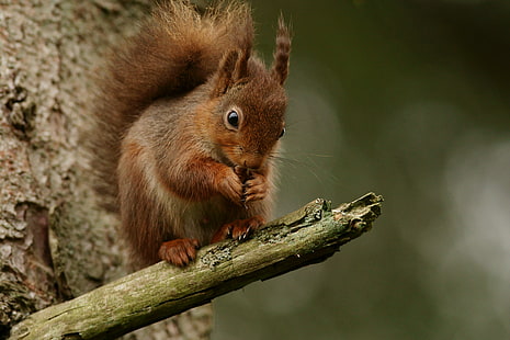 écureuil brun sur le tronc d'arbre pendant la journée, écureuil, rongeur, animal, nature, mammifère, faune, brun, mignon, moelleux, arbre, forêt, queue, fourrure, à l'extérieur, animaux à l'état sauvage, Fond d'écran HD HD wallpaper