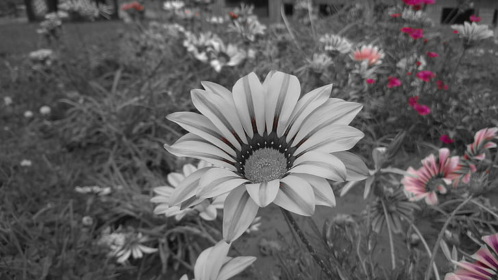 selektive Färbung, Blumen, HD-Hintergrundbild