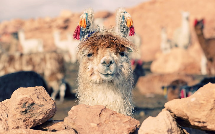 white and brown llama, lama, face, stones, nose, HD wallpaper