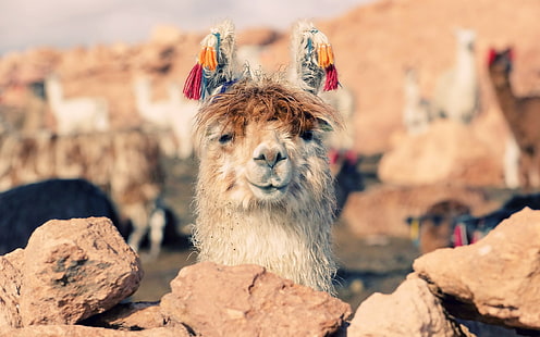 white and brown llama, lama, face, stones, nose, HD wallpaper HD wallpaper